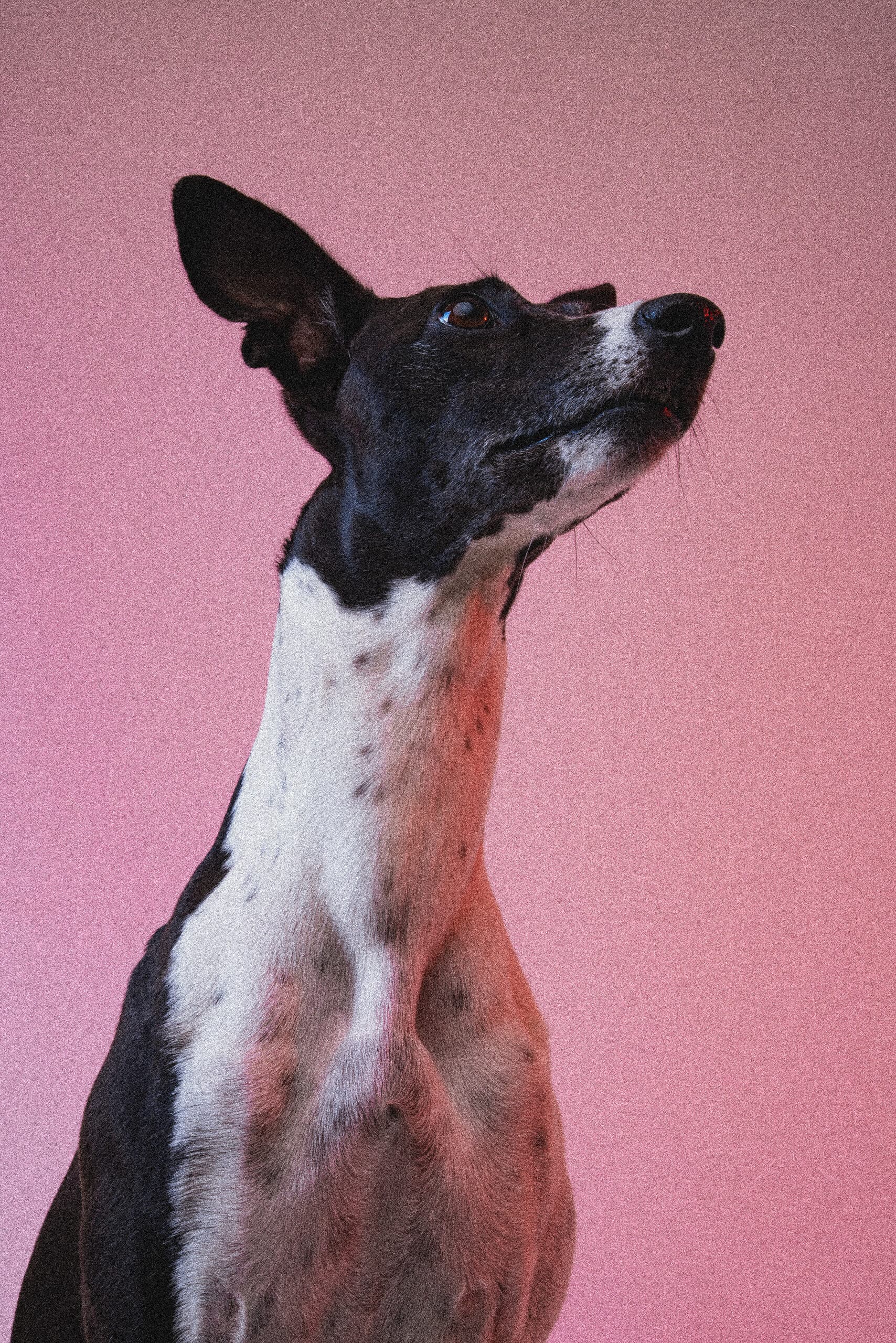 Marlowe, Staffy
