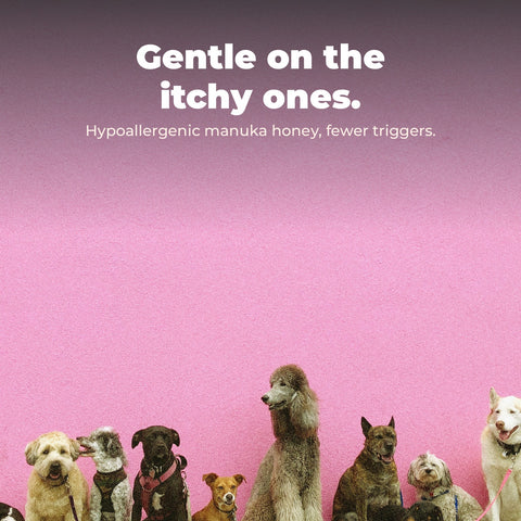 Sensitive Dog Shampoo, Manuka Honey: key benefit card with dog photography.