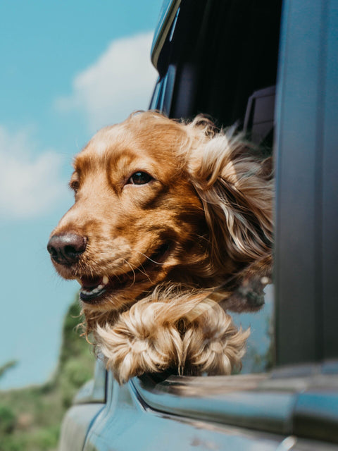 Doggo Window