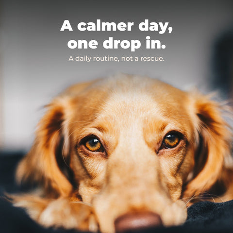 Natural Calming Drops for Dogs: key benefit card with dog photography.